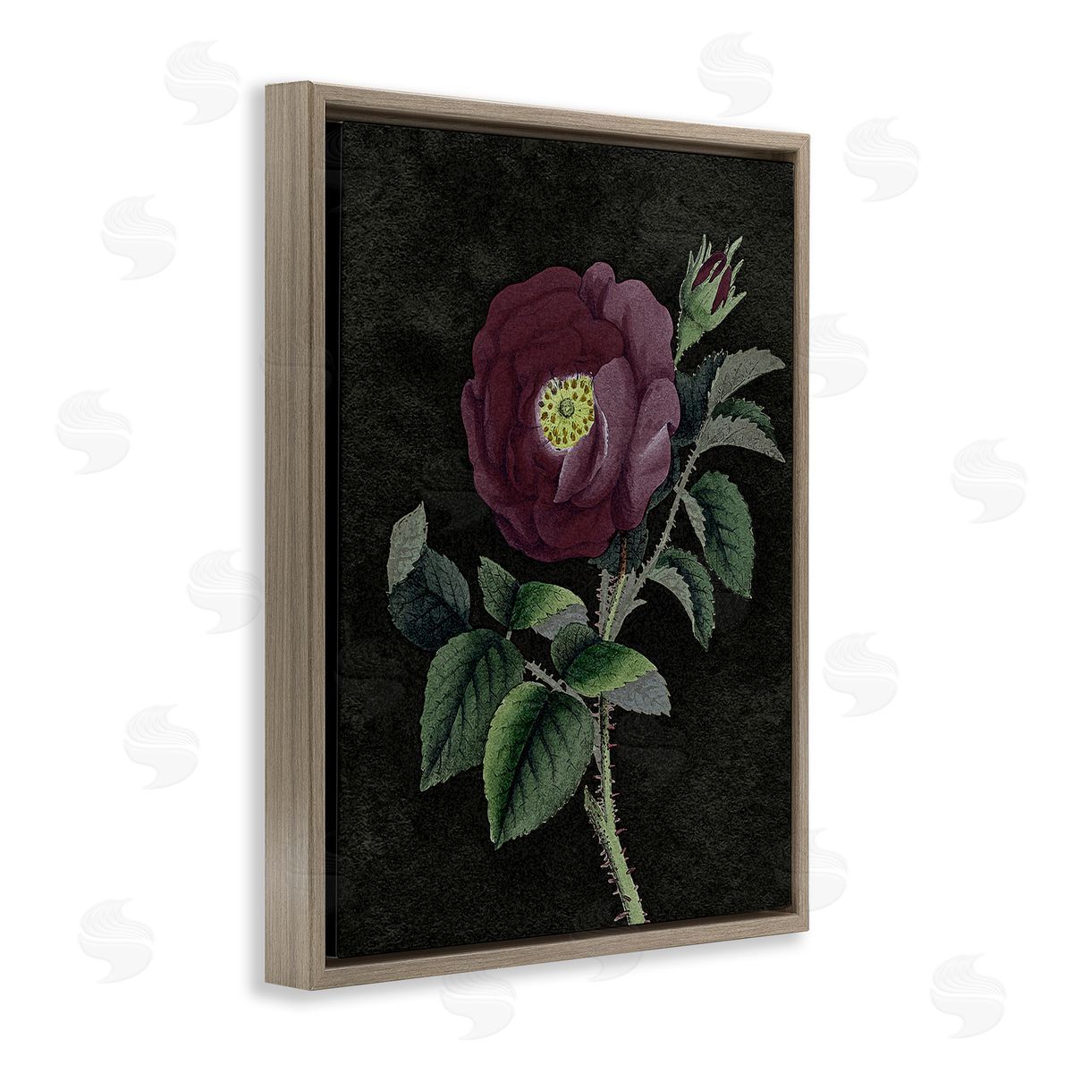 Stupell Studio Purple Poppy Vintage Illustration Brown Floater Frame Canvas Art