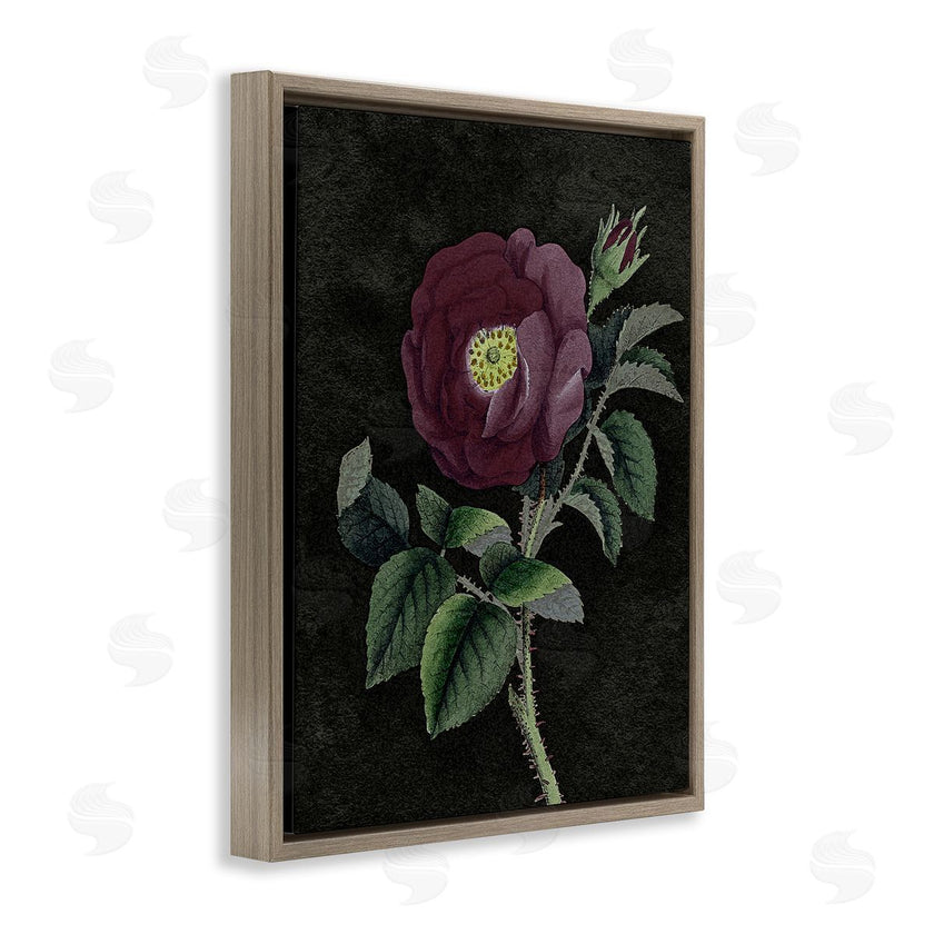 Stupell Studio | Purple Poppy Vintage Illustration