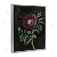 Stupell Studio | Purple Poppy Vintage Illustration
