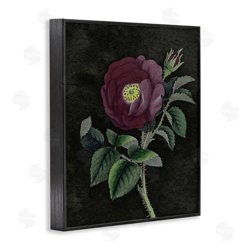 Stupell Studio | Purple Poppy Vintage Illustration