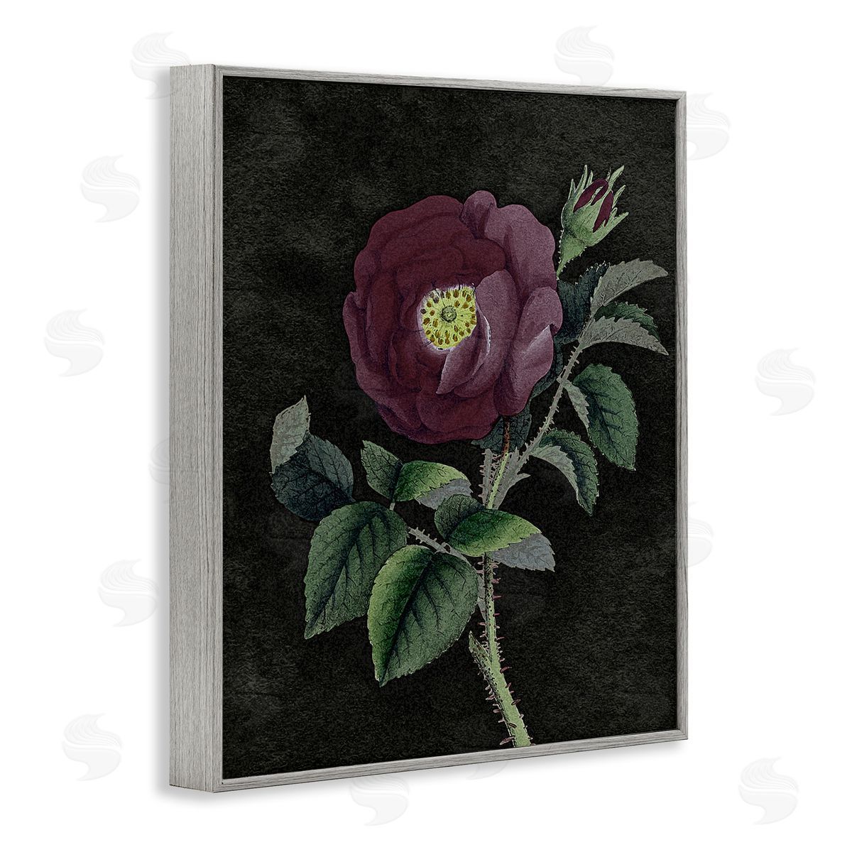 Stupell Studio Purple Poppy Vintage Illustration Gray Framed Giclee Wall Art