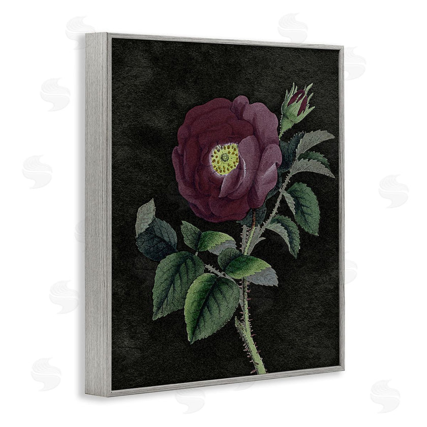 Stupell Studio | Purple Poppy Vintage Illustration