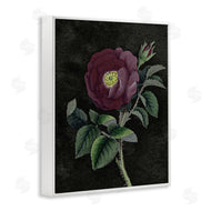 Stupell Studio | Purple Poppy Vintage Illustration