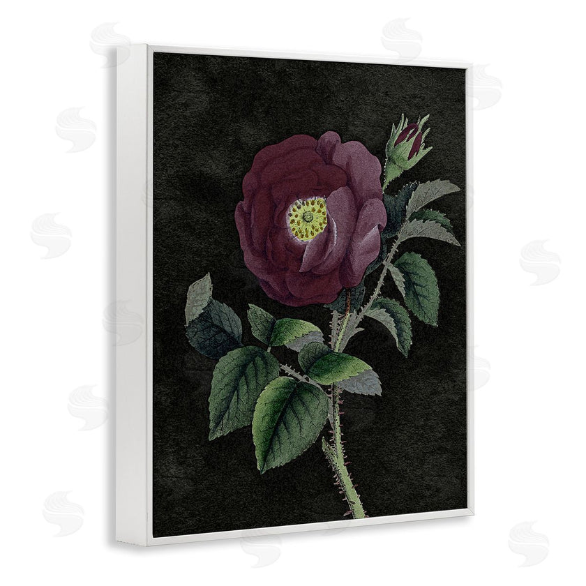 Stupell Studio | Purple Poppy Vintage Illustration