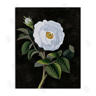 Stupell Studio | White Poppy Illustration Vintage
