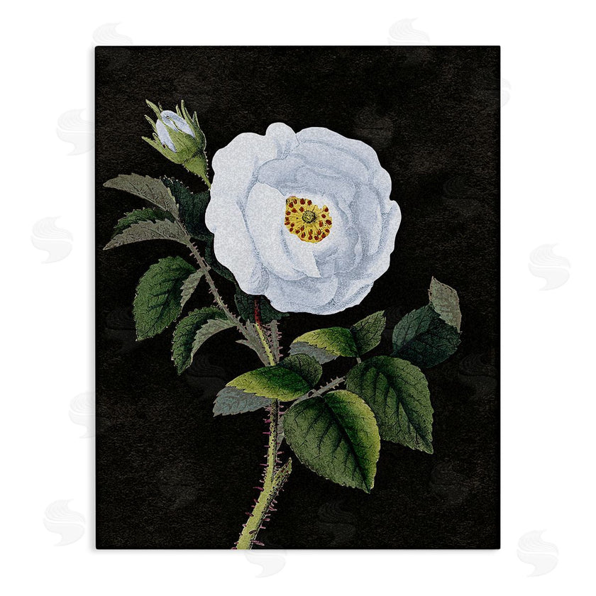 Stupell Studio | White Poppy Illustration Vintage