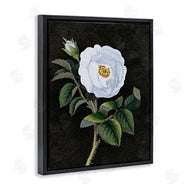 Stupell Studio | White Poppy Illustration Vintage
