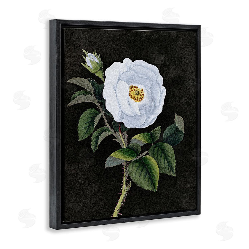 Stupell Studio | White Poppy Illustration Vintage