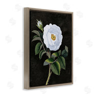 Stupell Studio | White Poppy Illustration Vintage