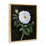 Stupell Studio | White Poppy Illustration Vintage