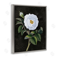 Stupell Studio | White Poppy Illustration Vintage