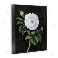 Stupell Studio | White Poppy Illustration Vintage