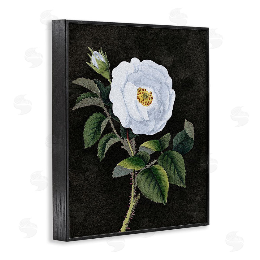 Stupell Studio | White Poppy Illustration Vintage