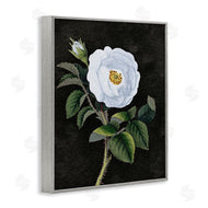 Stupell Studio | White Poppy Illustration Vintage