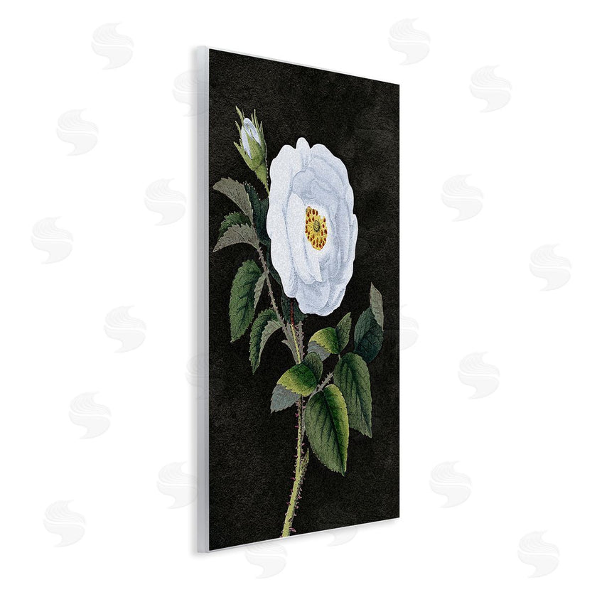 Stupell Studio | White Poppy Illustration Vintage