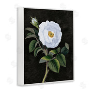 Stupell Studio | White Poppy Illustration Vintage