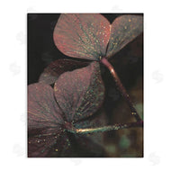 Stupell Studio | Red Sparkle Warm Tone Clover