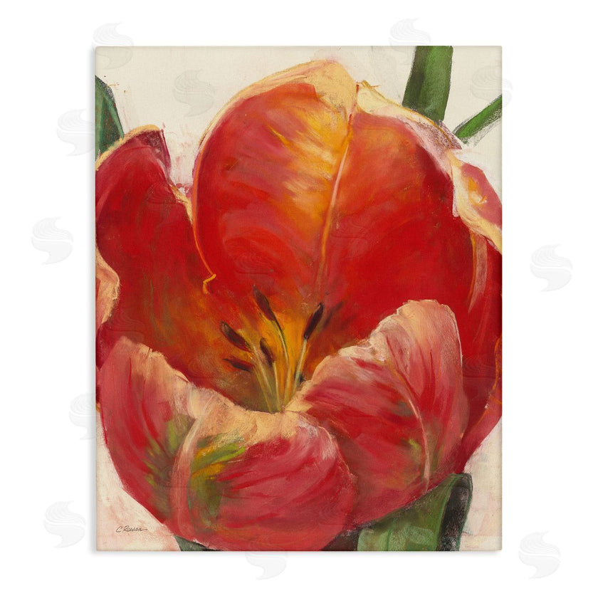 Carol Rowan | Soft Red Tulip Floral Close-Up Petal Detail