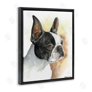 George Dyachenko | Boston Terrier Pet Dog Portrait Black Brown