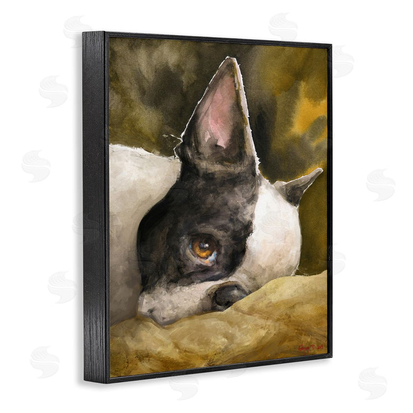 George Dyachenko | Boston Terrier Resting Dog Pet Portrait Black Brown