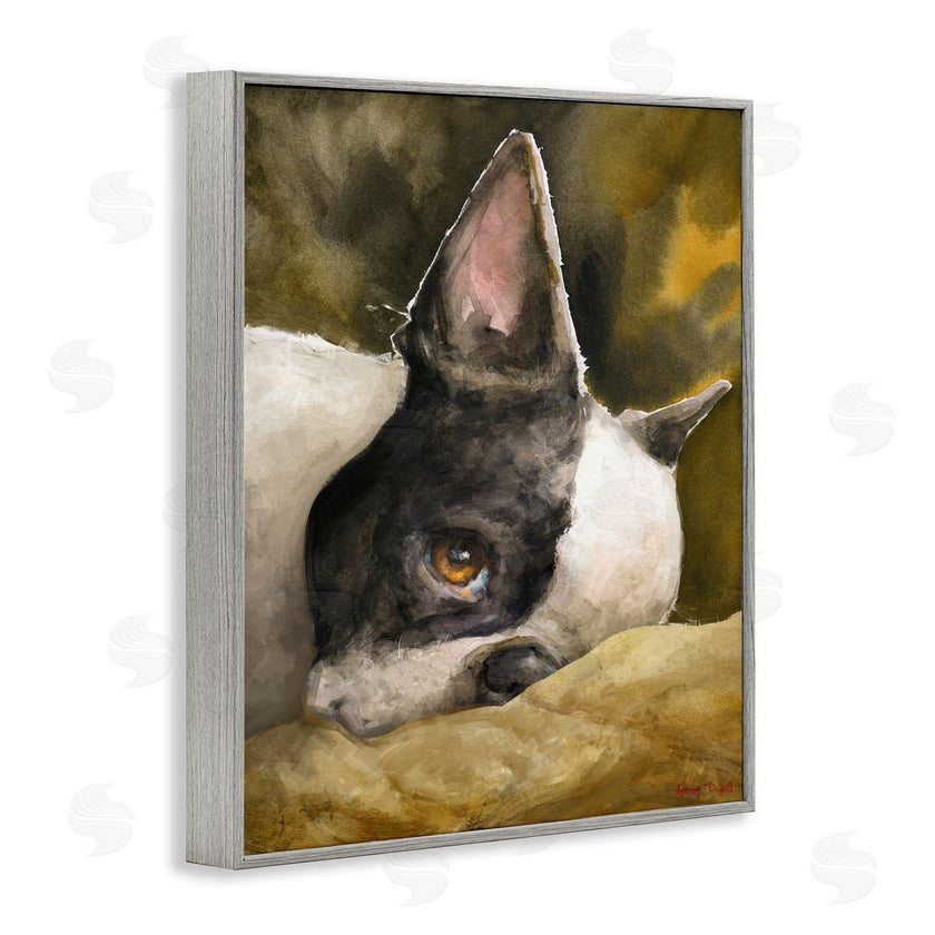 George Dyachenko | Boston Terrier Resting Dog Pet Portrait Black Brown