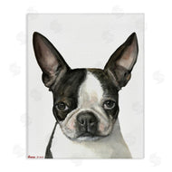 George Dyachenko | Minimal Boston Terrier Portrait Pet Dog Black White
