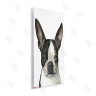 George Dyachenko | Minimal Boston Terrier Portrait Pet Dog Black White