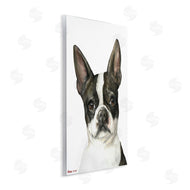 George Dyachenko | Curious Boston Terrier Portrait Pet Dog Watercolor
