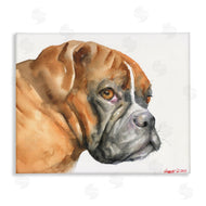 George Dyachenko | Boxer Dog Looking Back Adorable Pet Portrait