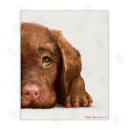 George Dyachenko | Chocolate Labrador Puppy Resting Adorable Dog Portrait
