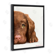 George Dyachenko | Chocolate Labrador Puppy Resting Adorable Dog Portrait