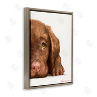 George Dyachenko | Chocolate Labrador Puppy Resting Adorable Dog Portrait