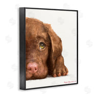 George Dyachenko | Chocolate Labrador Puppy Resting Adorable Dog Portrait