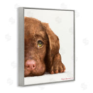 George Dyachenko | Chocolate Labrador Puppy Resting Adorable Dog Portrait