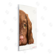 George Dyachenko | Chocolate Labrador Puppy Resting Adorable Dog Portrait