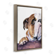 George Dyachenko | Curious English Bulldog Gaze Pet Dog Portrait
