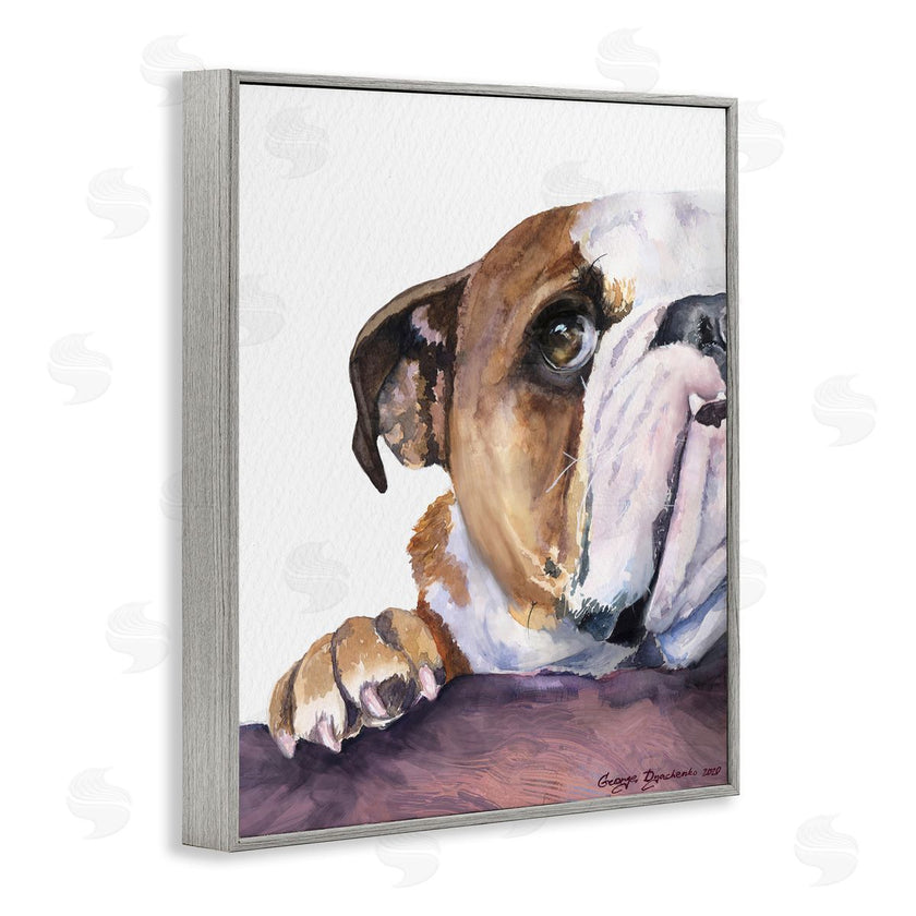 George Dyachenko | Curious English Bulldog Gaze Pet Dog Portrait