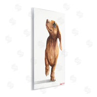 George Dyachenko | Little Dachshund Dog Strutt Adorable Pet Portrait
