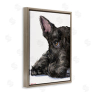 George Dyachenko | Sleepy Scottish Terrier Portrait Adorable Pet Dog