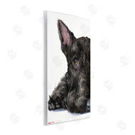 George Dyachenko | Sleepy Scottish Terrier Portrait Adorable Pet Dog
