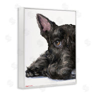 George Dyachenko | Sleepy Scottish Terrier Portrait Adorable Pet Dog