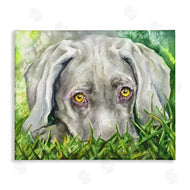 George Dyachenko | Weimaraner Puppy Dog Resting In Green Grass