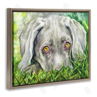 George Dyachenko | Weimaraner Puppy Dog Resting In Green Grass