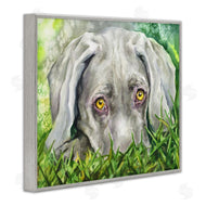 George Dyachenko | Weimaraner Puppy Dog Resting In Green Grass