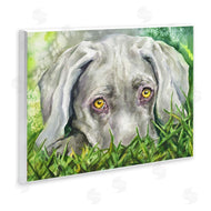 George Dyachenko | Weimaraner Puppy Dog Resting In Green Grass