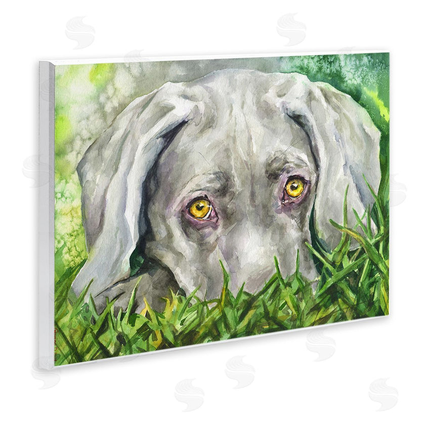 George Dyachenko | Weimaraner Puppy Dog Resting In Green Grass