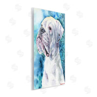 George Dyachenko | White Boxer Gaze Pet Dog over Blue
