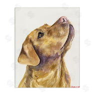 George Dyachenko | Yellow Lab Gazing Upwards Pet Dog Portrait