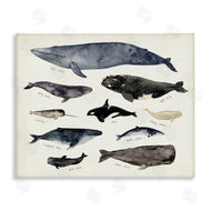 Victoria Barnes | Vintage Nautical Chart of Whales Ocean Life