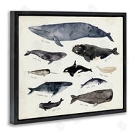 Victoria Barnes | Vintage Nautical Chart of Whales Ocean Life